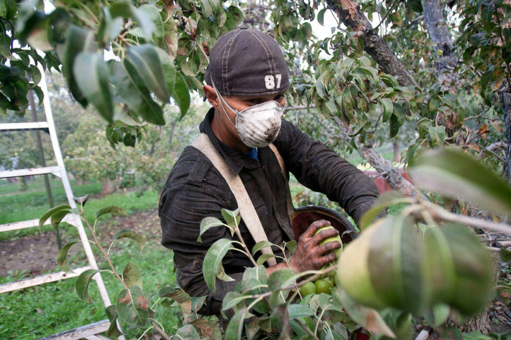 A man wearing a face mask picks pears in an orchard. A ladder is perched behind him.