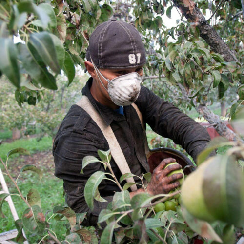 A man wearing a face mask picks pears in an orchard. A ladder is perched behind him.