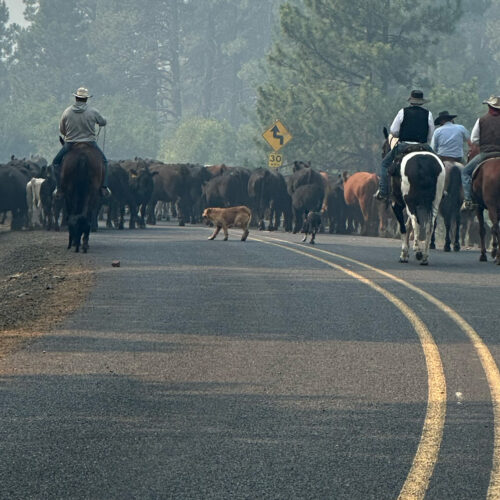 Moving cattle out of a forest recently outside of Burns, Oregon.