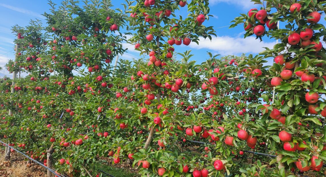 Pinkish orange colored apples are shown growing on trees with green leaves.