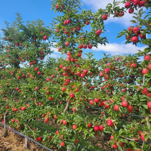 Pinkish orange colored apples are shown growing on trees with green leaves.