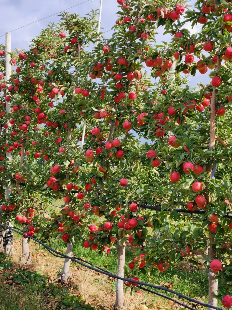 Pinkish orange colored apples are shown growing on trees with green leaves. The trees are bred to be shorter and denser to produce more fruit, Tamsen said. (Credit: Washington State University)