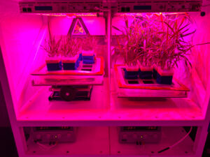 About 24 plants sit in blue and white pots. The green grasses are sprouting tall above the containers. The shelf where they are sitting is covered in a bright pink light.