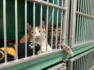 Two cats look out from inside a metal cage.