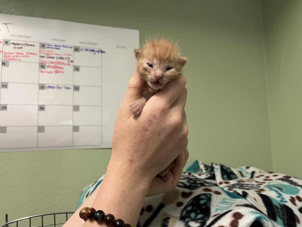 There is no shortage of cats at the Whitman County Humane Society