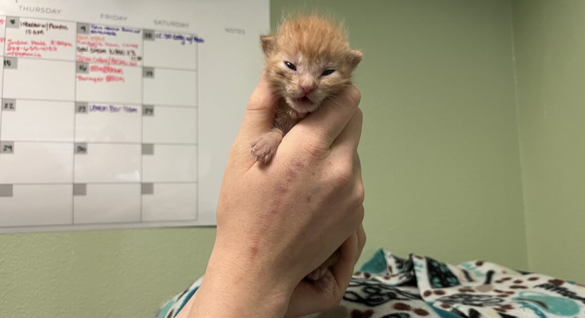 An orange kitten is held up in someone's hands.