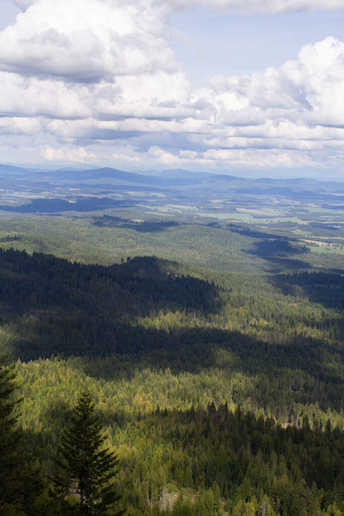 An images of evergreens from a mountain lookout. There is a bright blue sky with lots of white, fluffy clouds.