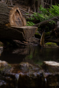 A log, with a carved out seat, hangs over a mountainside pool.