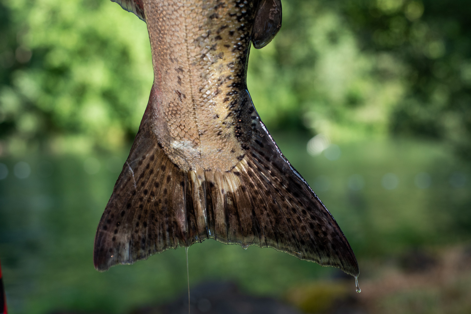 a close up of a chinook salmon tail dripping with water