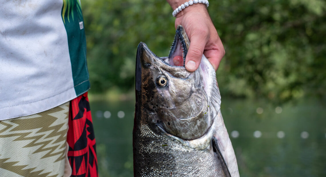 Nisqually tribal fisher Willie Frank III holds a freshly caught chinook, or king, salmon at the Nisqually River, where his family has fished for generations. The chinook being caught are from the Nisqually Indian Tribe's hatcheries. (Credit: Annie Warren / NWPB)