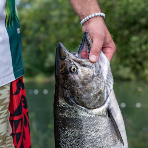 Nisqually tribal fisher Willie Frank III holds a freshly caught chinook, or king, salmon at the Nisqually River, where his family has fished for generations. The chinook being caught are from the Nisqually Indian Tribe's hatcheries. (Credit: Annie Warren / NWPB)