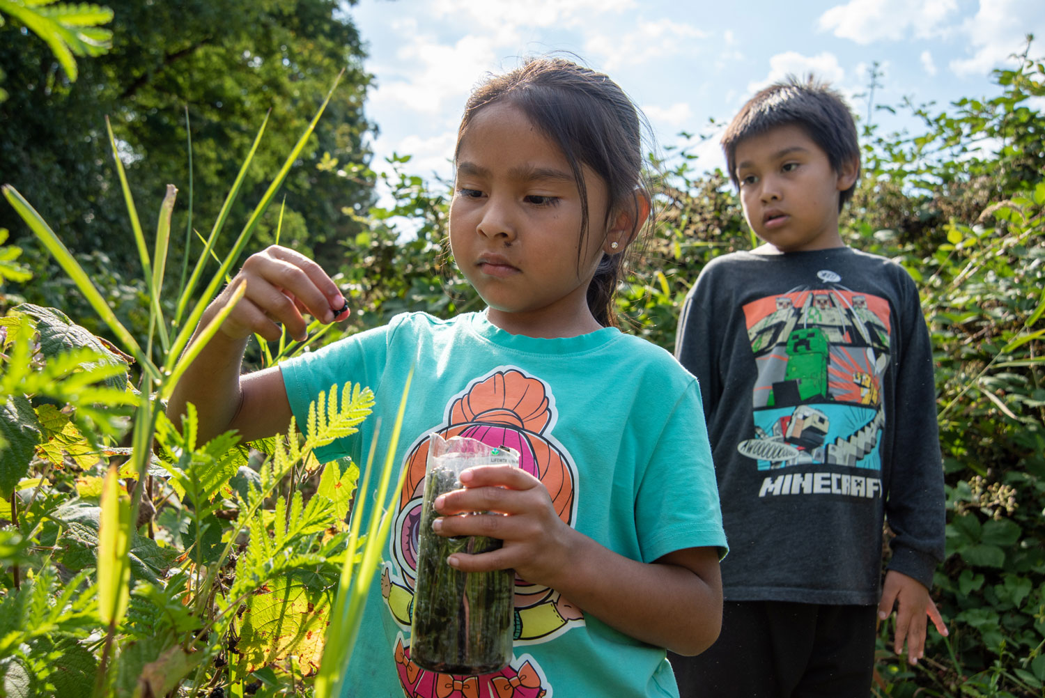 a young girl and boy pick blackberries