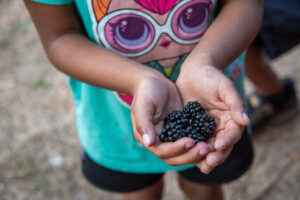 a young girls hands holding blackberries