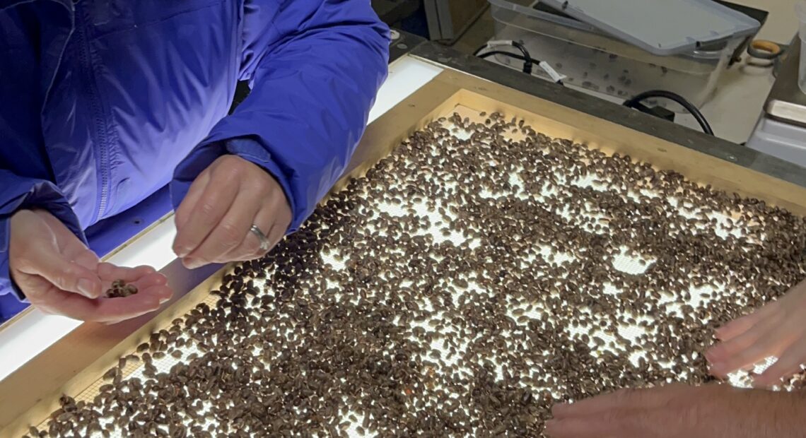 Workers at Rent Mason Bees sort through bee cocoons on a light table that allows them to see through the cocoon. (Credit: Lauren Gallup / NWPB)