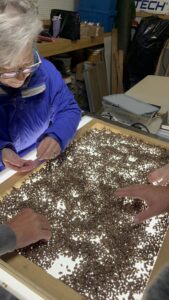 Workers at Rent Mason Bees sort through bee cocoons on a light table that allows them to see through the cocoon. (Credit: Lauren Gallup / NWPB)