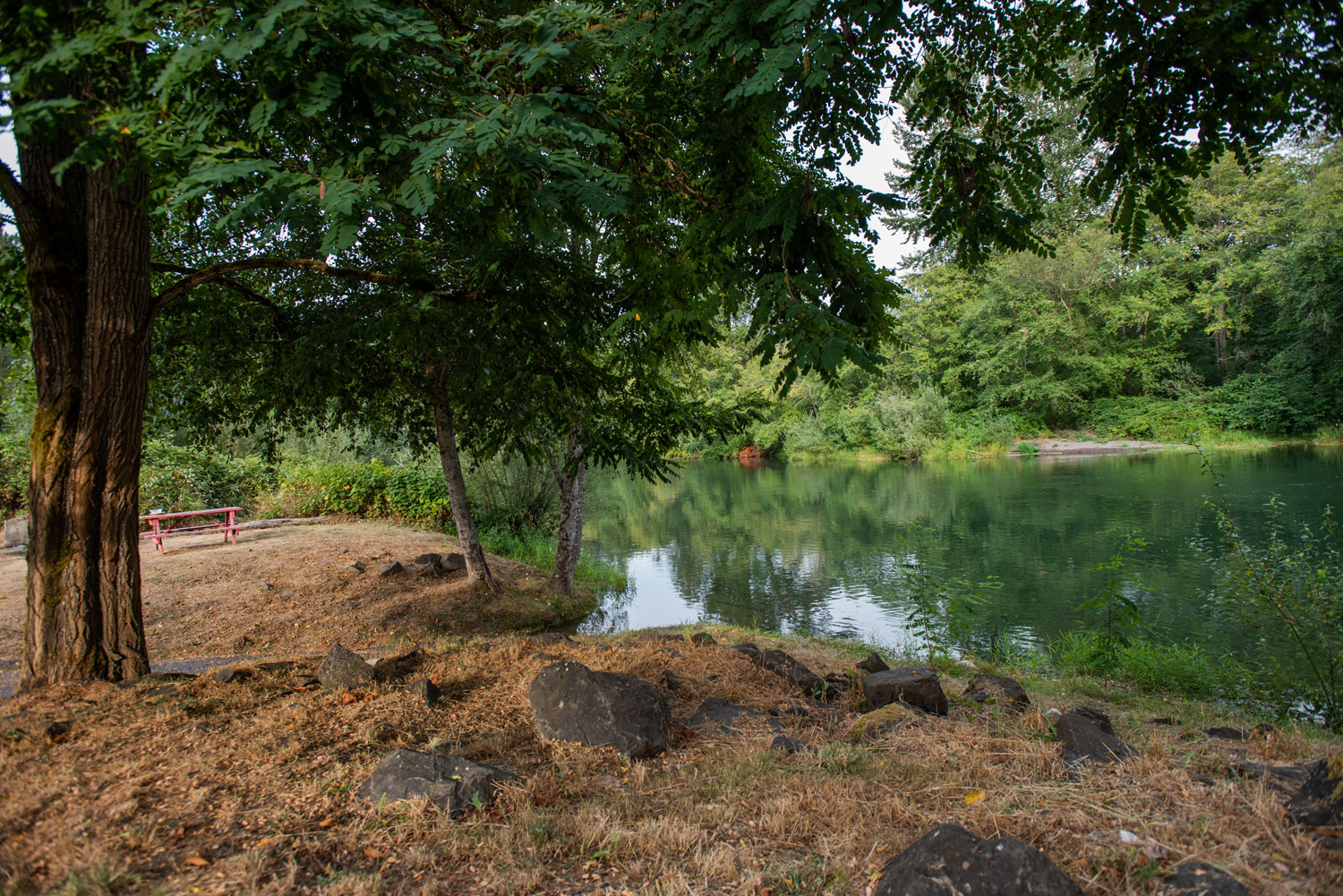 trees line the banks of a river at sunset