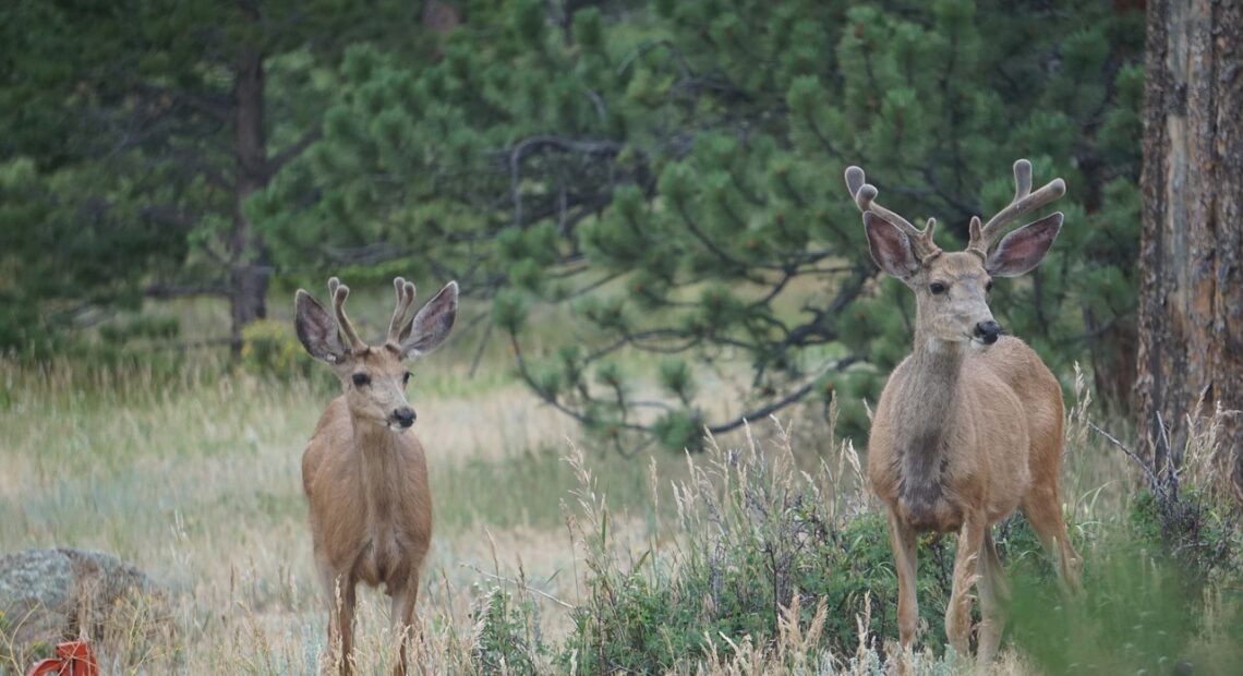 Two deer stand in a field.