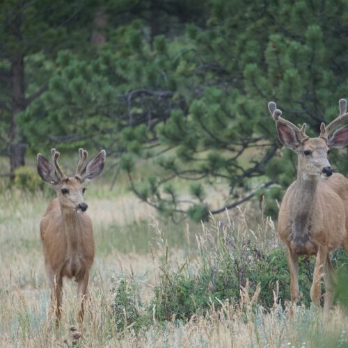 Two deer stand in a field.