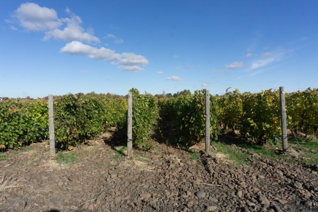 Rows of green grapes against a blue sky