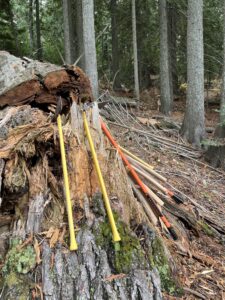 A collection tools are arranged on a log in a forest.