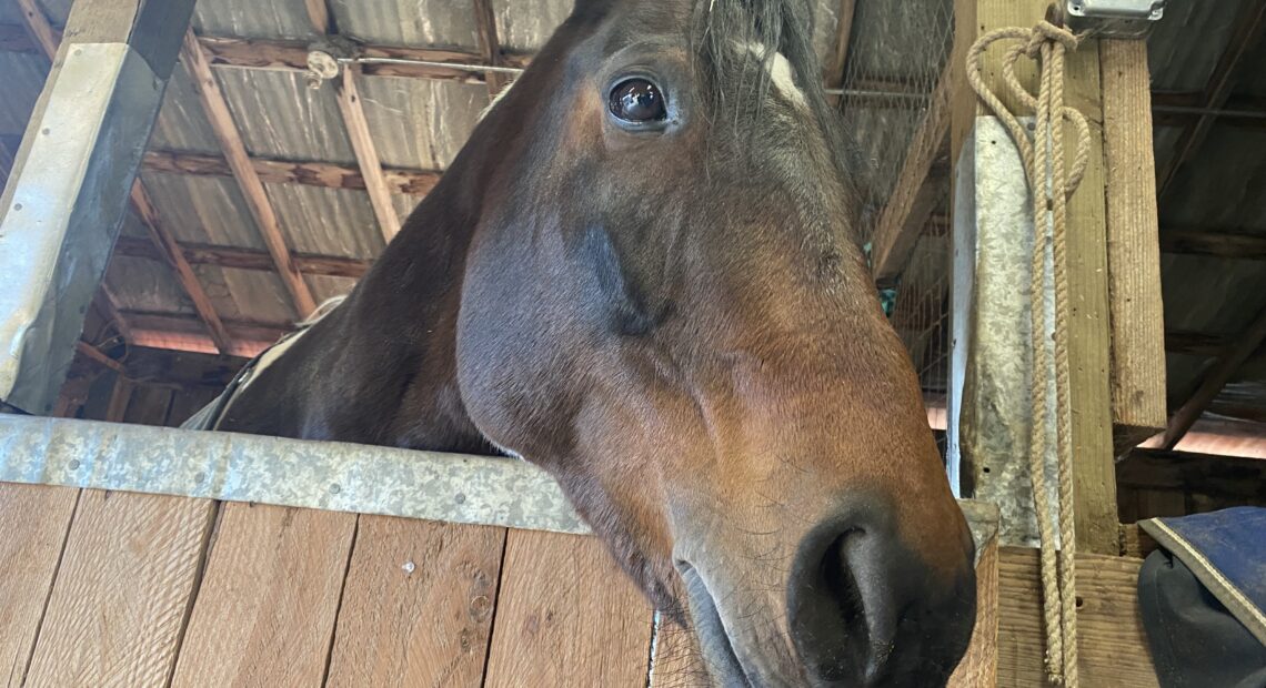 A brown horse looks stares out from a stable.