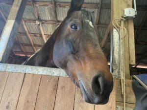 A brown horse looks stares out from a stable.