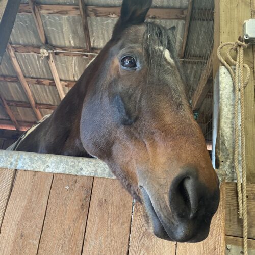 A brown horse looks stares out from a stable.