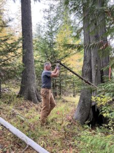 A man lifts a branch in the middle of a wooded area.