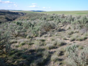 A field of sage brush with a canyon and farmland in the distance.