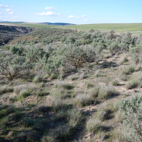 A field of sage brush with a canyon and farmland in the distance.