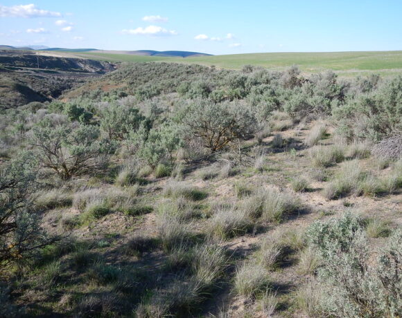 A field of sage brush with a canyon and farmland in the distance.