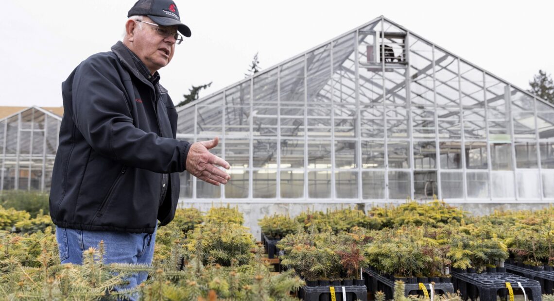 Gasy Chastagner, in a black jacket and hat, stands over small conifer trees in pots with a greenhouse in the backgroud.