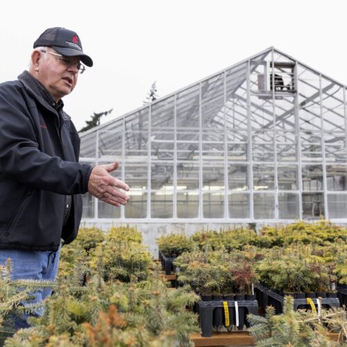 Gasy Chastagner, in a black jacket and hat, stands over small conifer trees in pots with a greenhouse in the backgroud.