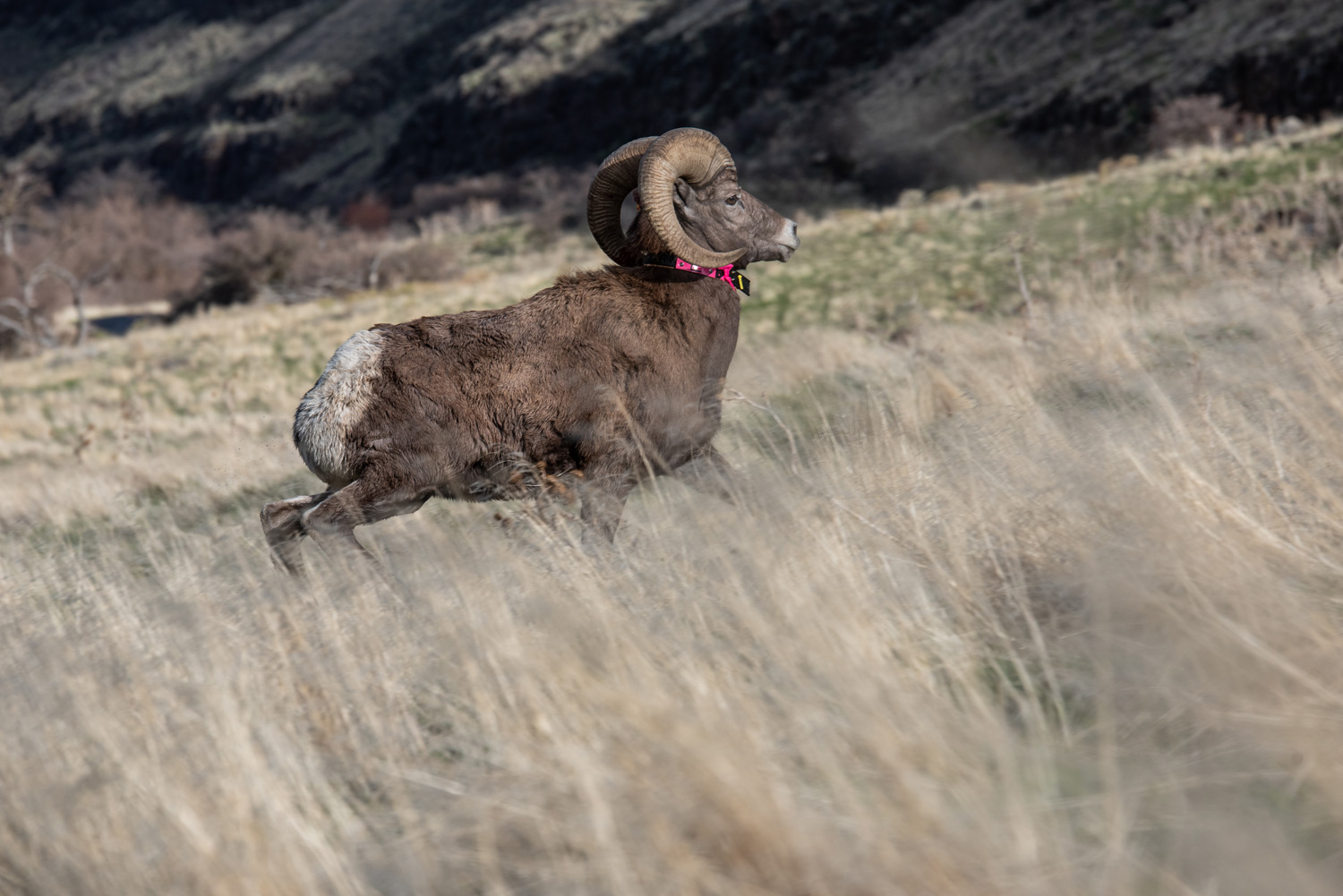 a bighorn ram