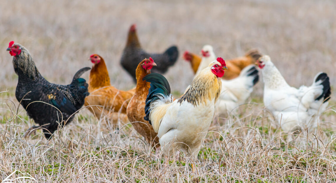 La gripe aviar altamente patógena ha afectado tanto a aves de corral como a explotaciones comerciales de pollos en todo Estados Unidos. (Foto de archivo. Crédito: Karla Salp / Departamento de Agricultura del Estado de Washington).