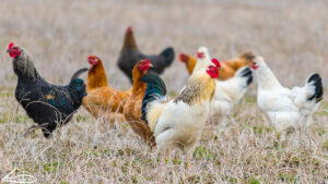 La gripe aviar altamente patógena ha afectado tanto a aves de corral como a explotaciones comerciales de pollos en todo Estados Unidos. (Foto de archivo. Crédito: Karla Salp / Departamento de Agricultura del Estado de Washington).