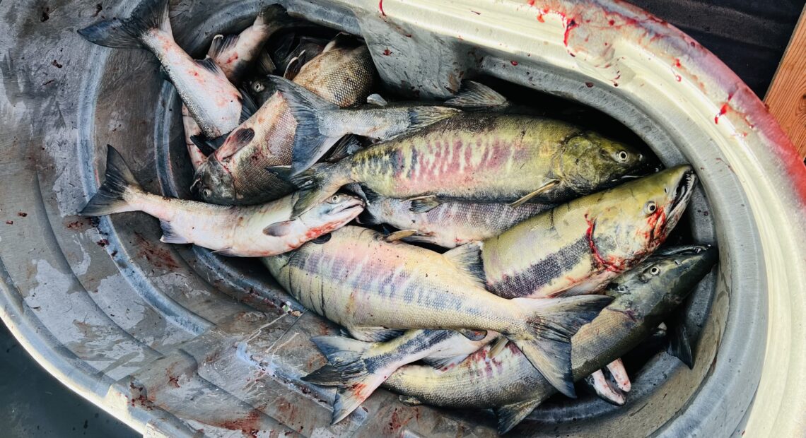 Freshly caught chum salmon display their greens and pink colors like the aurora, in December on the Nisqually River.