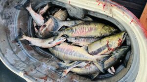 Freshly caught chum salmon display their greens and pink colors like the aurora, in December on the Nisqually River.