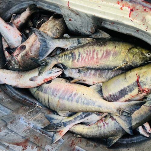 Freshly caught chum salmon display their greens and pink colors like the aurora, in December on the Nisqually River.