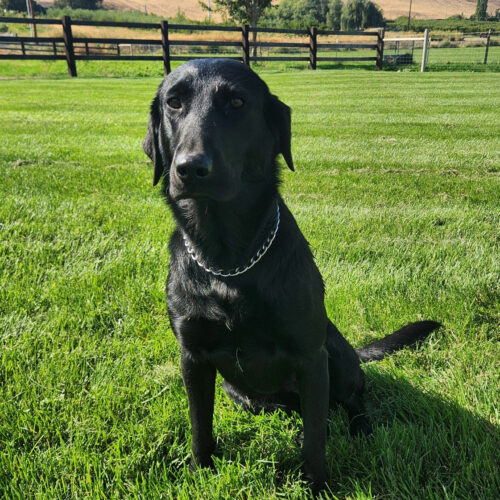 Freda, the Hanford Patrol dog, sits near the Horse Heaven Hills in the Tri-Cities. Several dogs that are kept as part of Hanford Patrol are now kenneled away from their handlers.