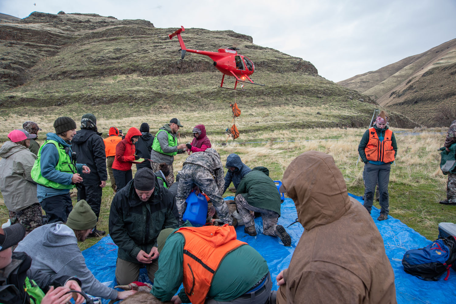 a group of people gather around to process bighorn sheep. 