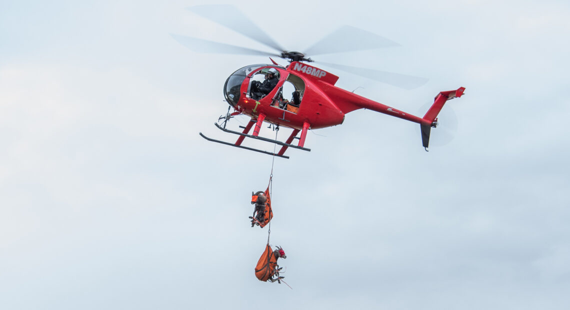 a red helicopter slings bighorn sheep in the air