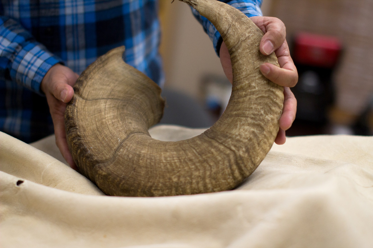 A man's hands hold a bighorn ram horn