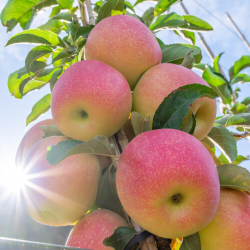 The sun peaks through a bunch of bright red, orange and yellow apples sitting on a branch with green leaves.