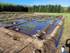 Square pools of water in a dirt field have young Christmas trees poking up from the middle of the water. A wall of evergreen trees can be seen in the distance. 