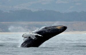 A humpback whale with white fins is jumping out of blue water. In the background of the photo are very blurry hills.