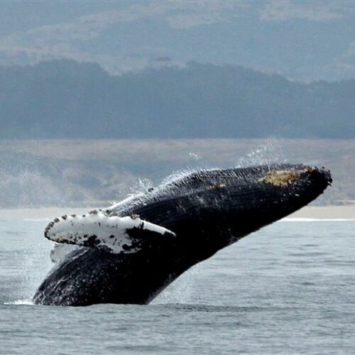 A humpback whale with white fins is jumping out of blue water. In the background of the photo are very blurry hills.