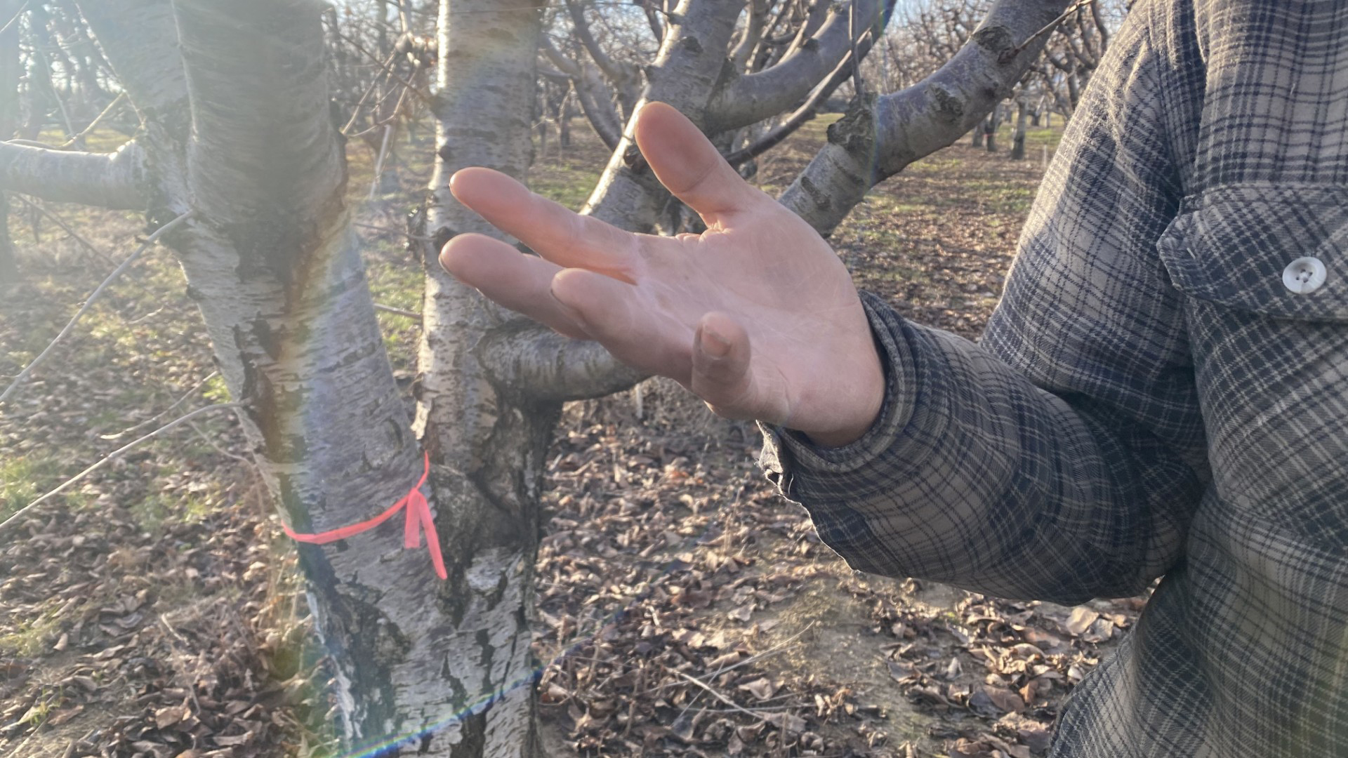 One farmworker remembers previous crackdowns on immigration, when he saw people screaming and running from immigration officers in the fields of the Mid-Columbia. 