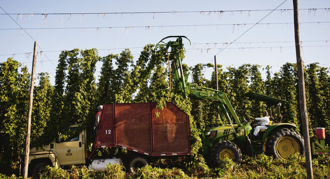 A person rides a tractor. They are harvesting hops in a field. Blue sky is behind them.