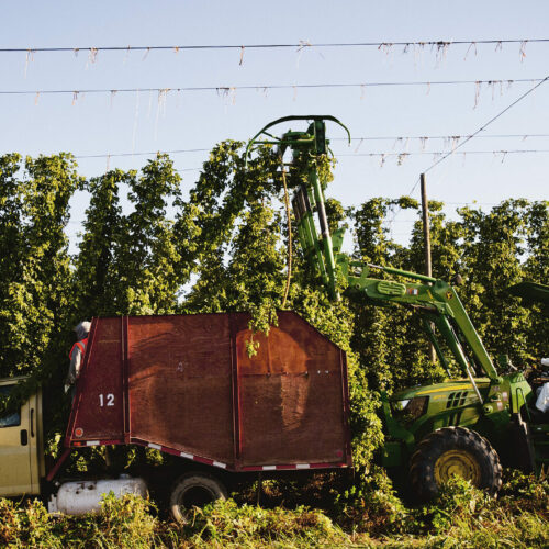 A person rides a tractor. They are harvesting hops in a field. Blue sky is behind them.